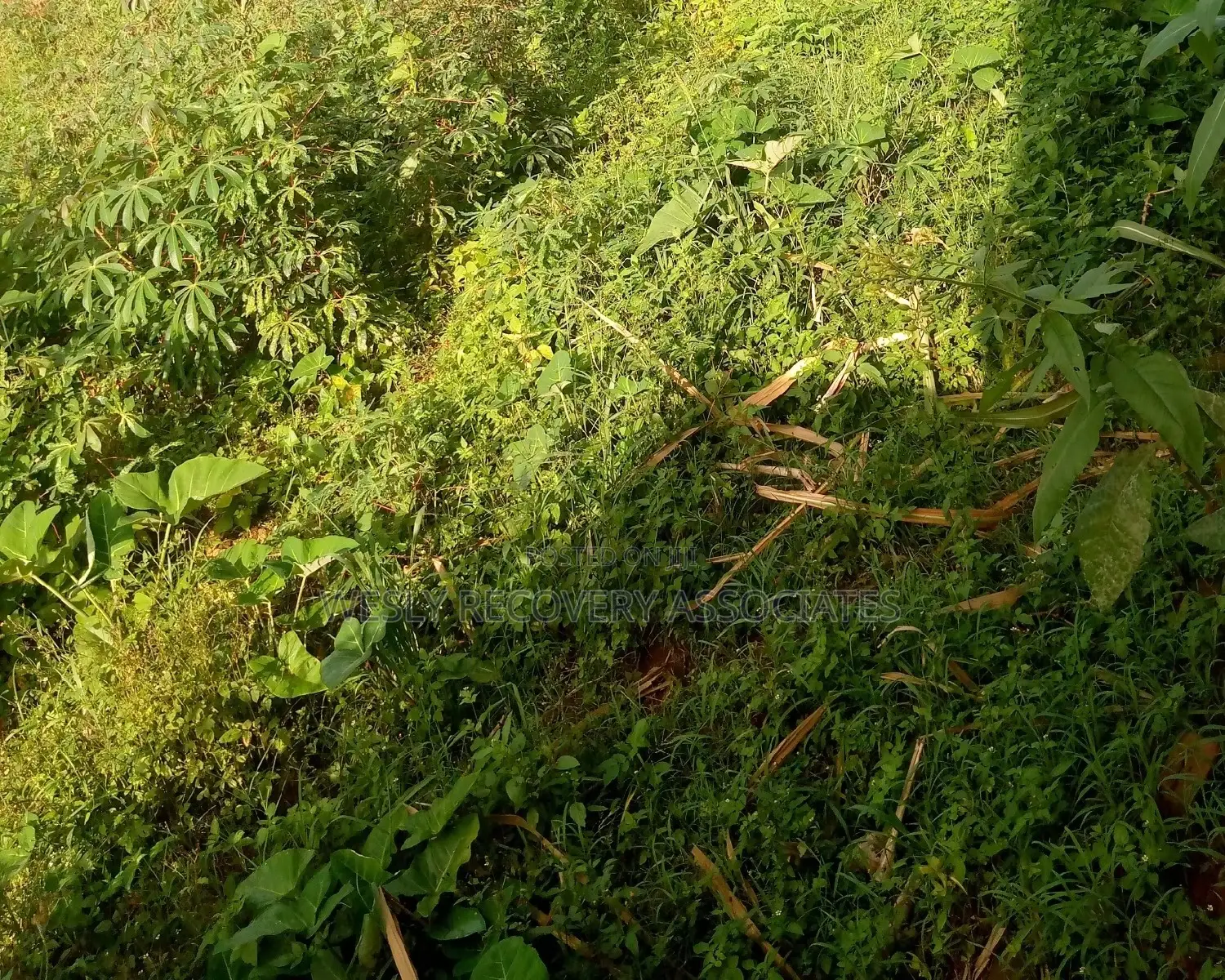 4 Acres on Sale in Mukono Busiba( Namajoolo)