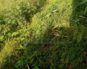 4 Acres on Sale in Mukono Busiba( Namajoolo)