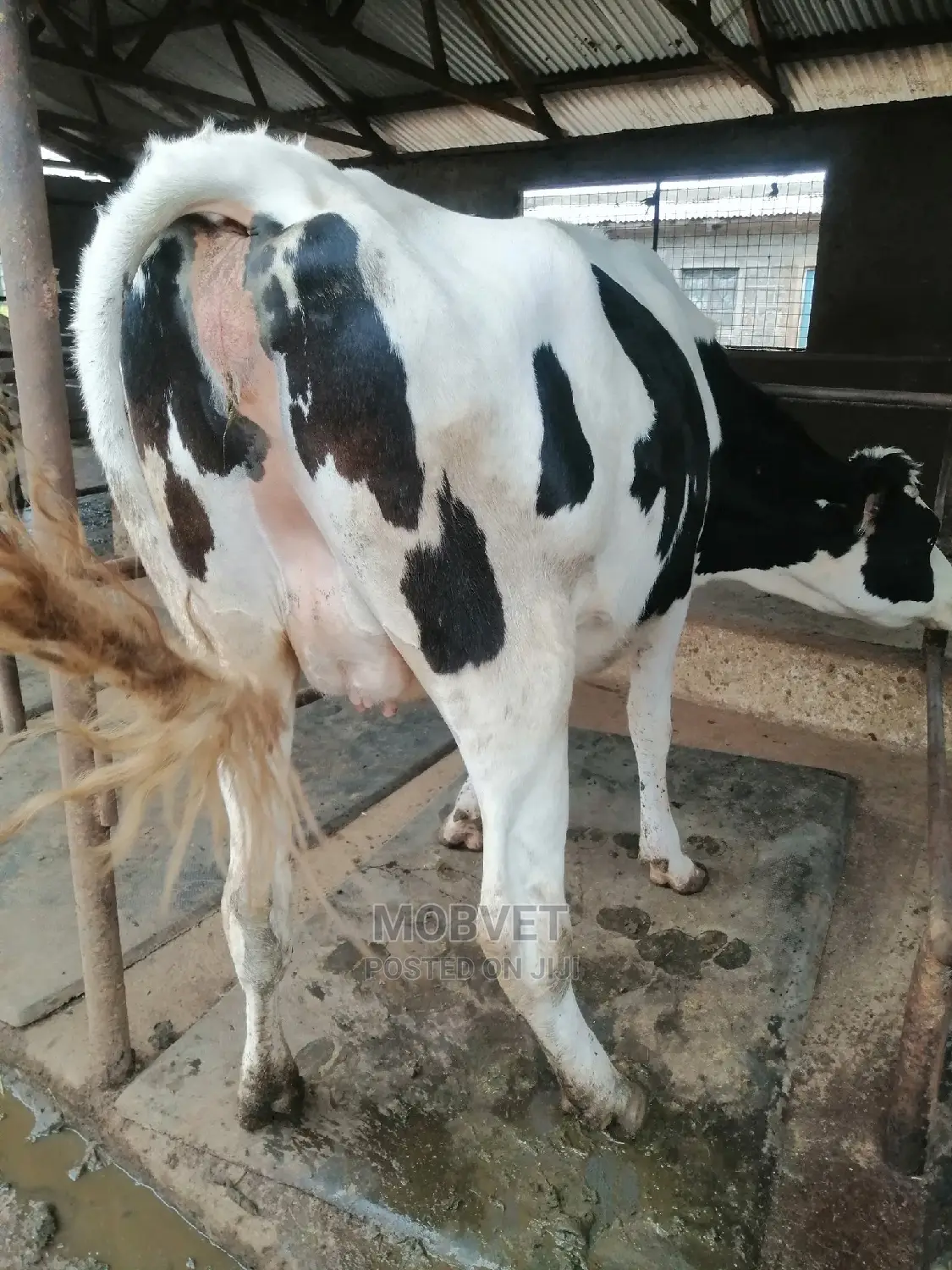 Cow Mattress 4×7ft