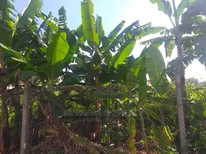 Plot's for Sale at Kira
