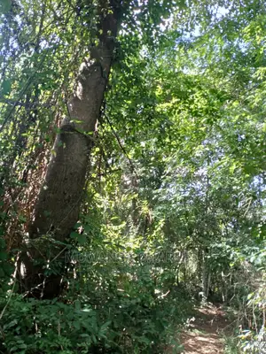 5acres of Land for Sale at Kikyusa