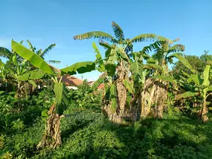 Plot's in Kira for Sale
