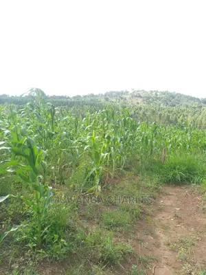 12decimals Plot in Gayaza Busukuma