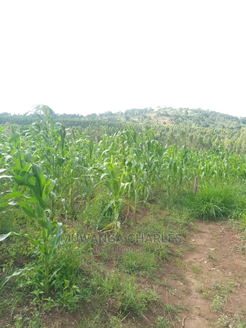 12decimals Plot in Gayaza Busukuma