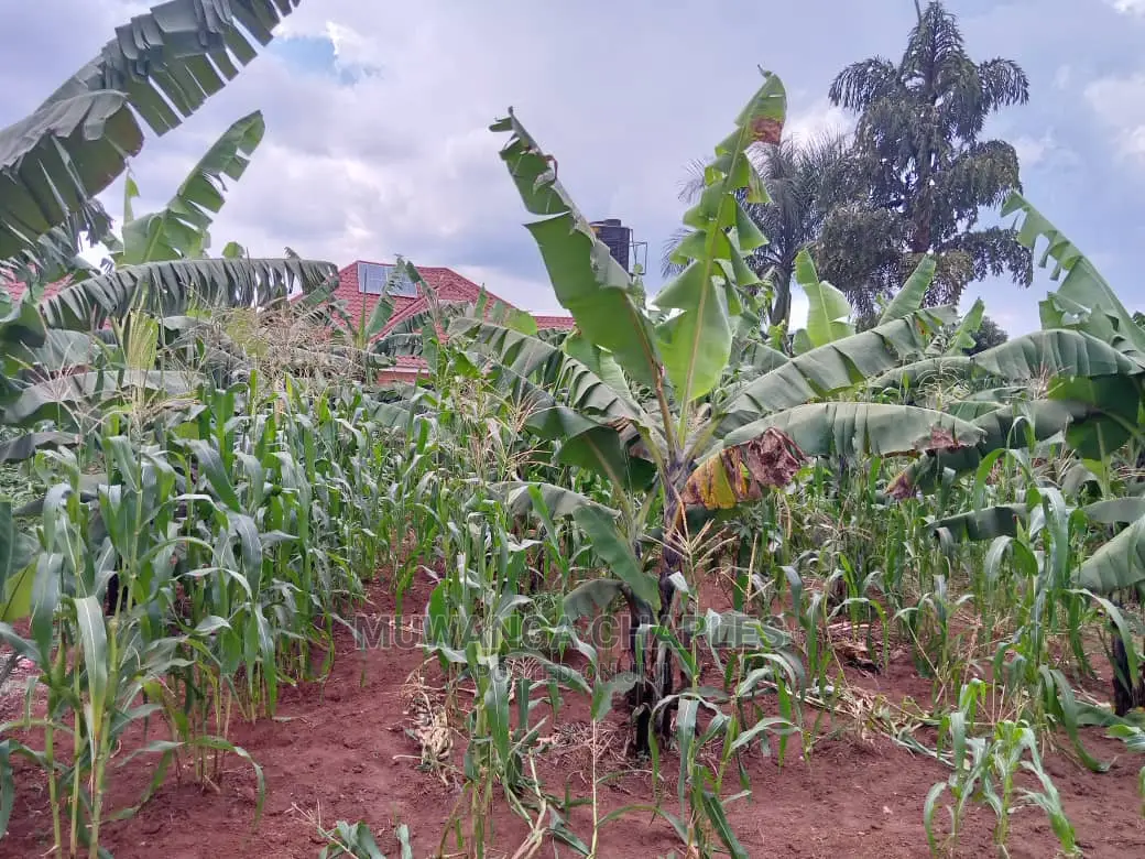 12decimals Plot in Gayaza Busukuma