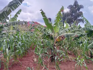 12decimals Plot in Gayaza Busukuma