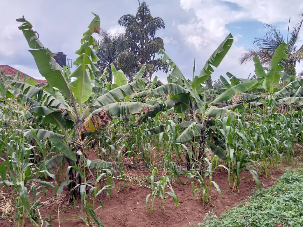 12decimals Plot in Gayaza Busukuma