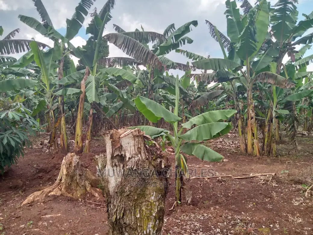 3acres of Land for Sale in Zirobwe Wakatayi
