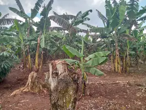 3acres of Land for Sale in Zirobwe Wakatayi