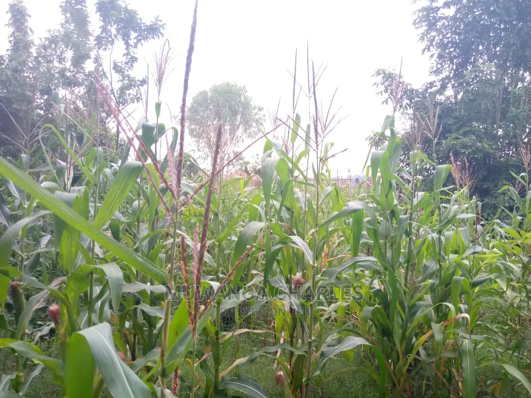 3acres of Land for Sale in Zirobwe Wakatayi