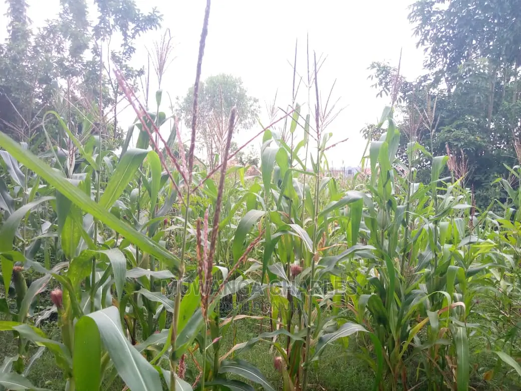 3acres of Land for Sale in Zirobwe Wakatayi