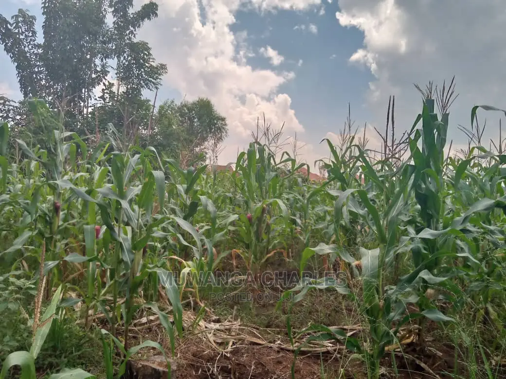 3acres of Land for Sale in Zirobwe Wakatayi