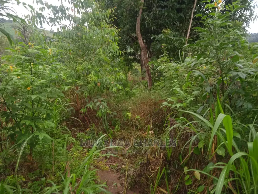 Land for Sale in Luwero Kamira