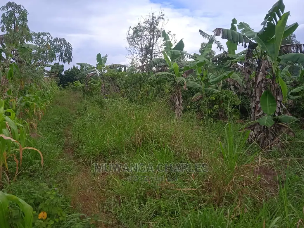 Land for Sale in Luwero Kamira