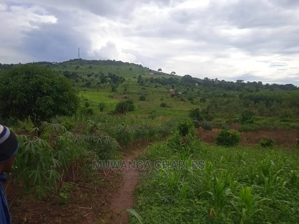 Land for Sale in Luwero Kamira
