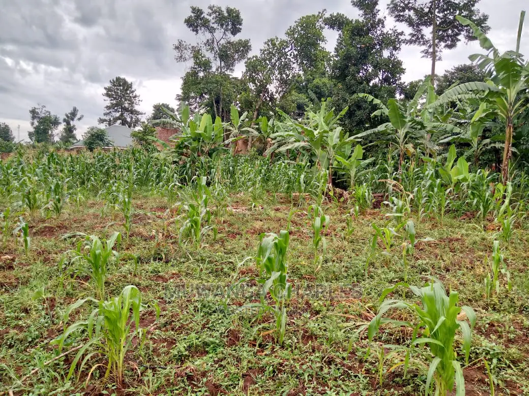12decimals Plot in Gayaza Kabubu for Sale
