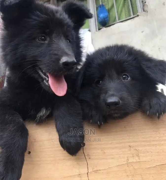 3-6 months Male Purebred German Shepherd