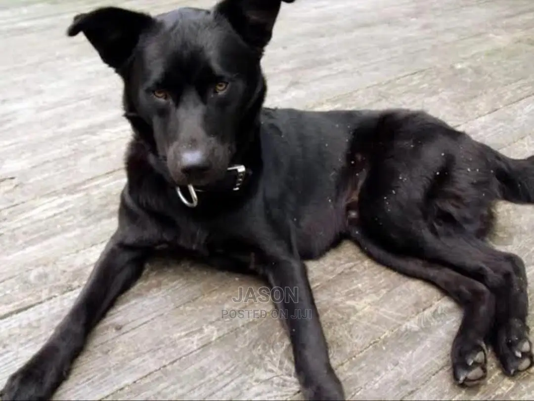 6-12 months Male Purebred German Shepherd
