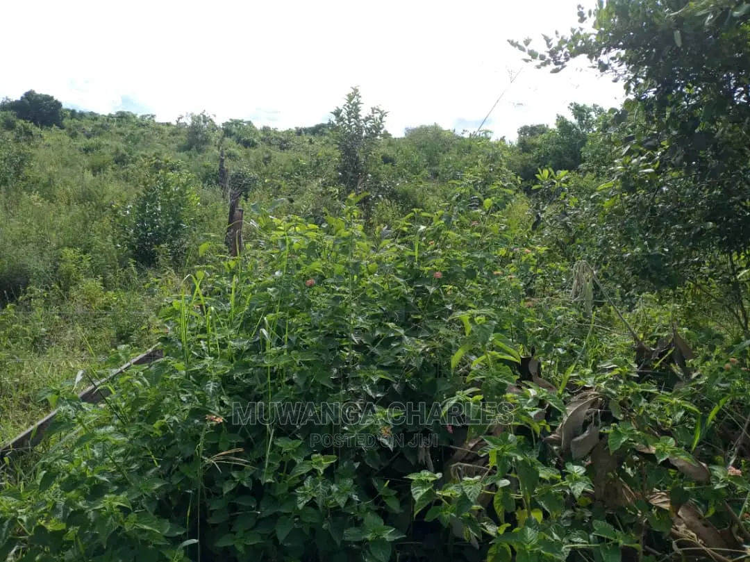 55acres of Land for Sale at Luwero Kabunyata