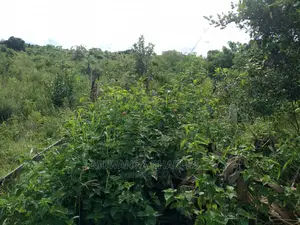 55acres of Land for Sale at Luwero Kabunyata