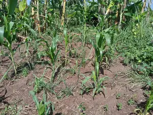 55acres of Land for Sale at Luwero Kabunyata