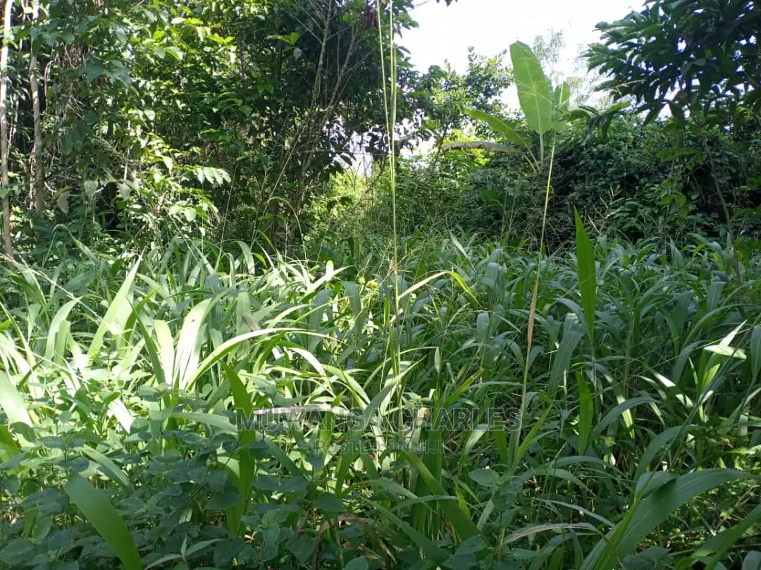55acres of Land for Sale at Luwero Kabunyata