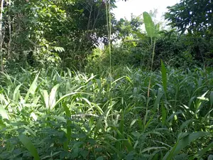 55acres of Land for Sale at Luwero Kabunyata