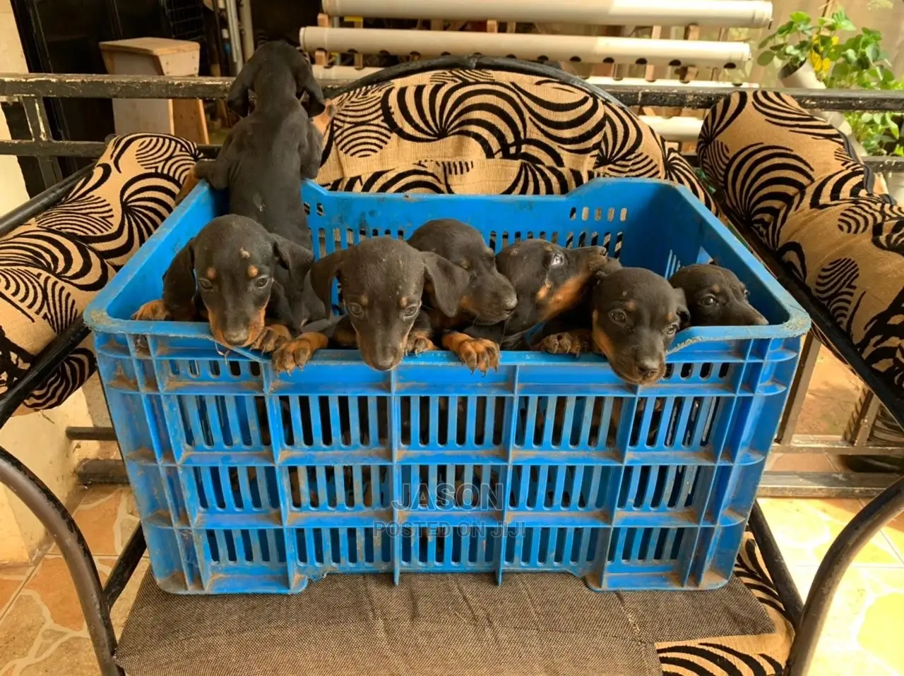 1-3 months Male Purebred Dachshund