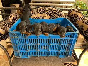 1-3 months Male Purebred Dachshund
