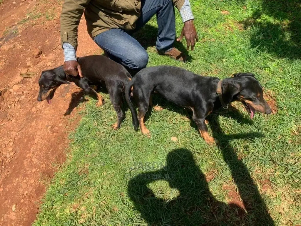 1-3 months Male Purebred Dachshund