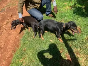 1-3 months Male Purebred Dachshund