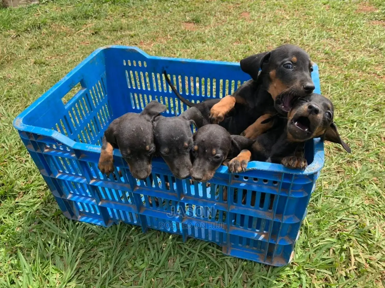 1-3 months Male Purebred Dachshund