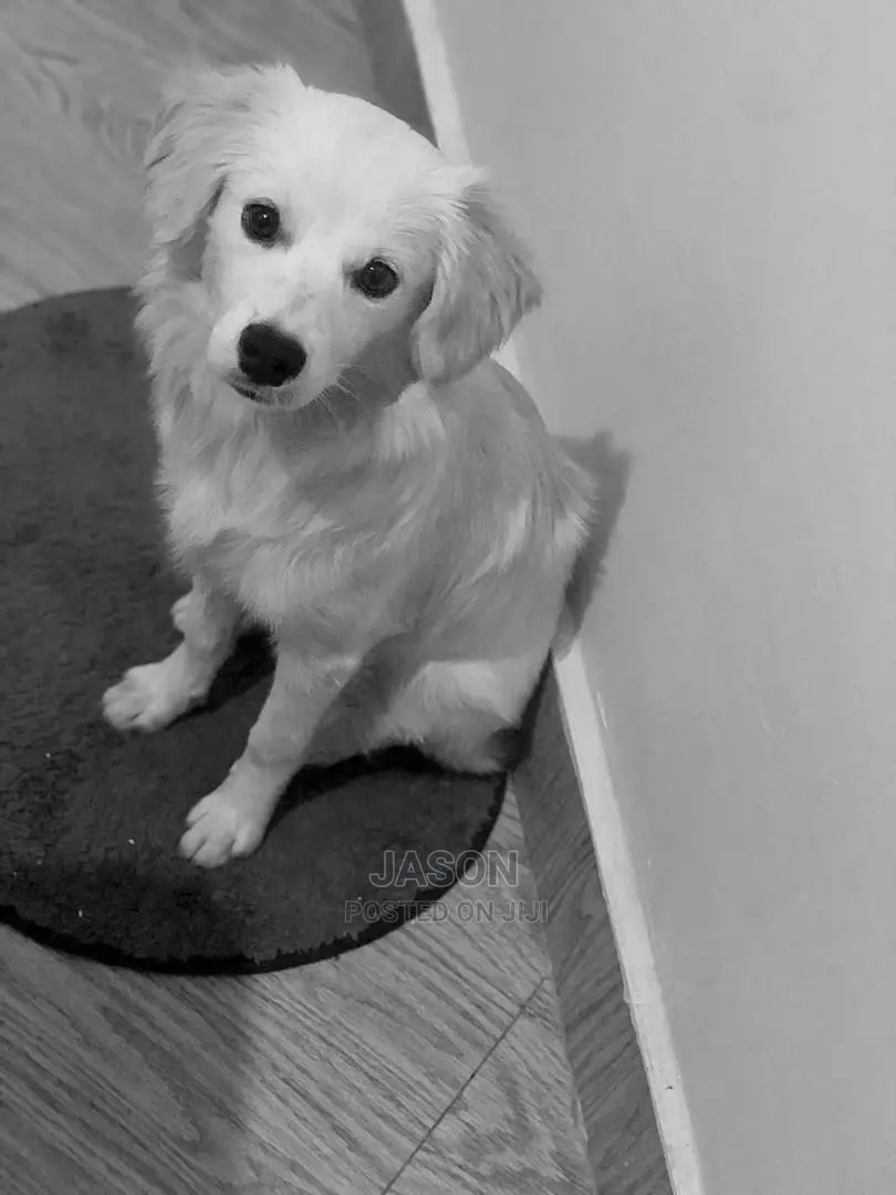 1-3 months Female Purebred Japanese Spitz