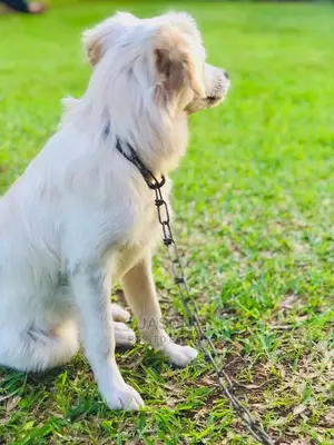 1-3 months Female Purebred Japanese Spitz