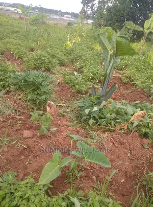 Land for Sale in Bukerere