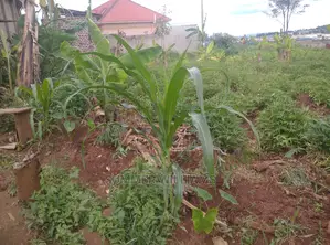 Land for Sale in Bukerere