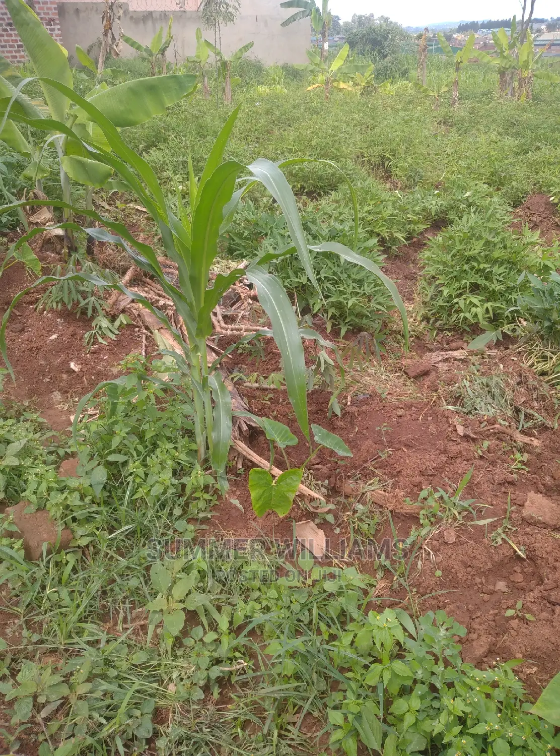 Land for Sale in Bukerere