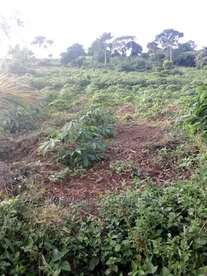 Plots in Kira Kimwanyi