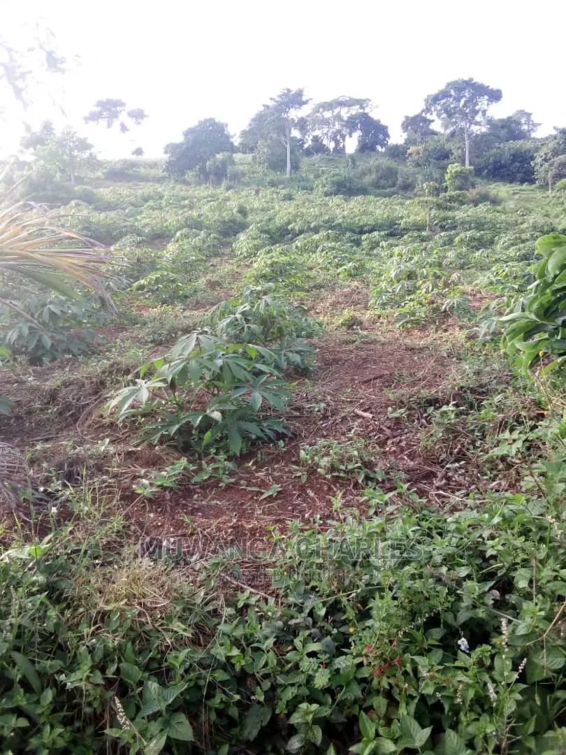 Plots in Kira Kimwanyi