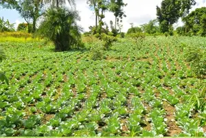 50acres of Farm Land for Sale at Bukomero Kateera~Hoima Road