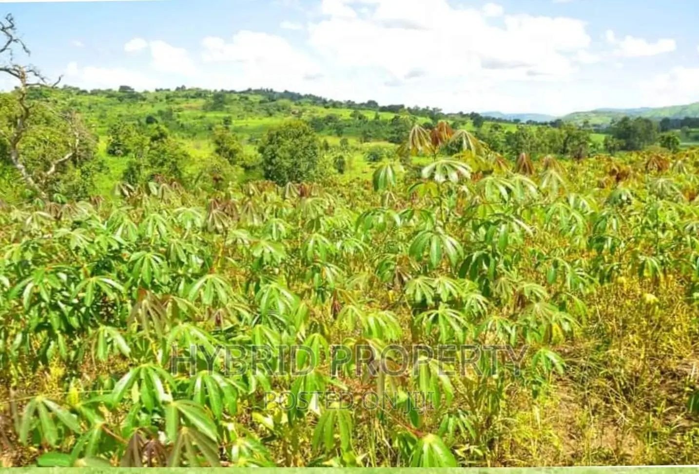 50acres of Farm Land for Sale at Bukomero Kateera~Hoima Road