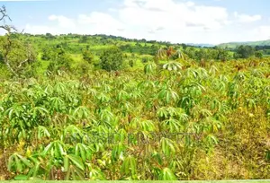 50acres of Farm Land for Sale at Bukomero Kateera~Hoima Road