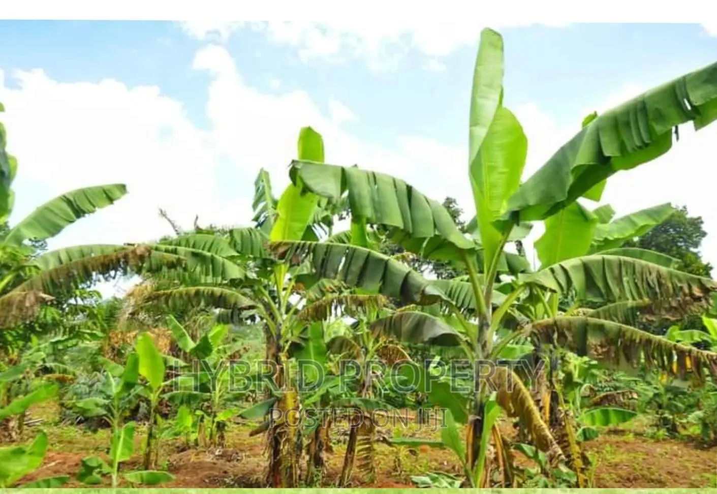 50acres of Farm Land for Sale at Bukomero Kateera~Hoima Road