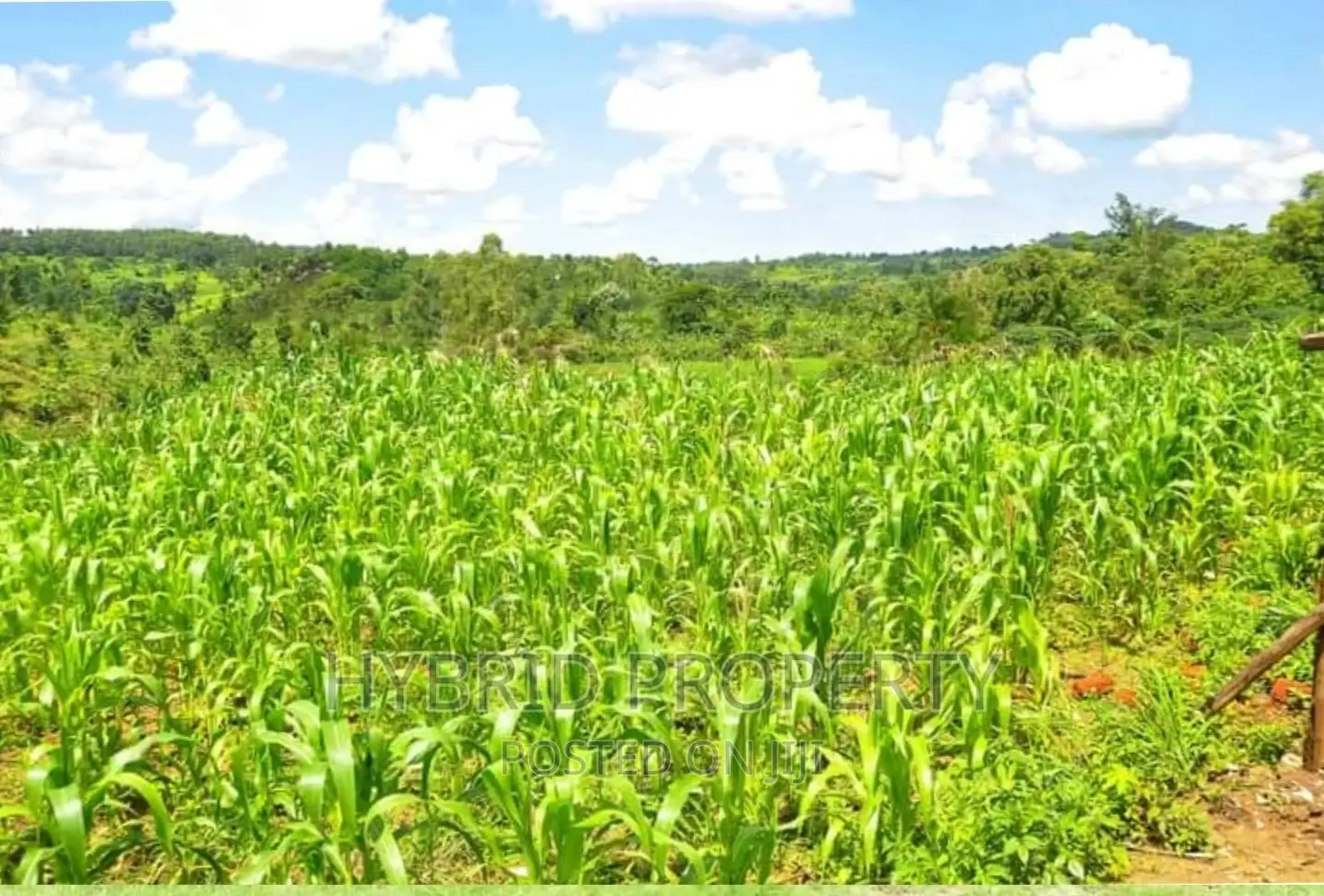 50acres of Farm Land for Sale at Bukomero Kateera~Hoima Road