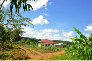 50acres of Farm Land for Sale at Bukomero Kateera~Hoima Road
