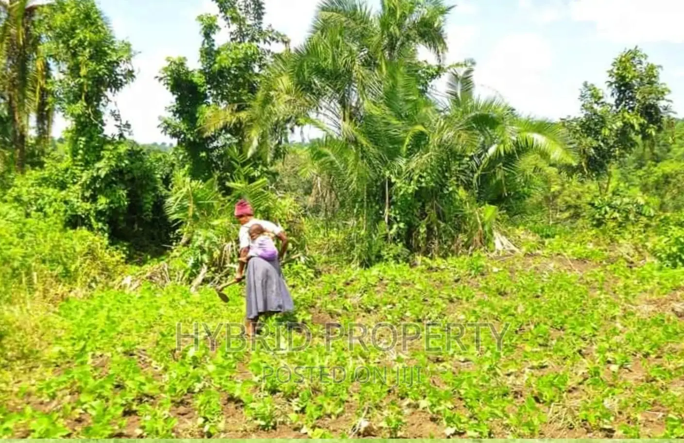 50acres of Farm Land for Sale at Bukomero Kateera~Hoima Road