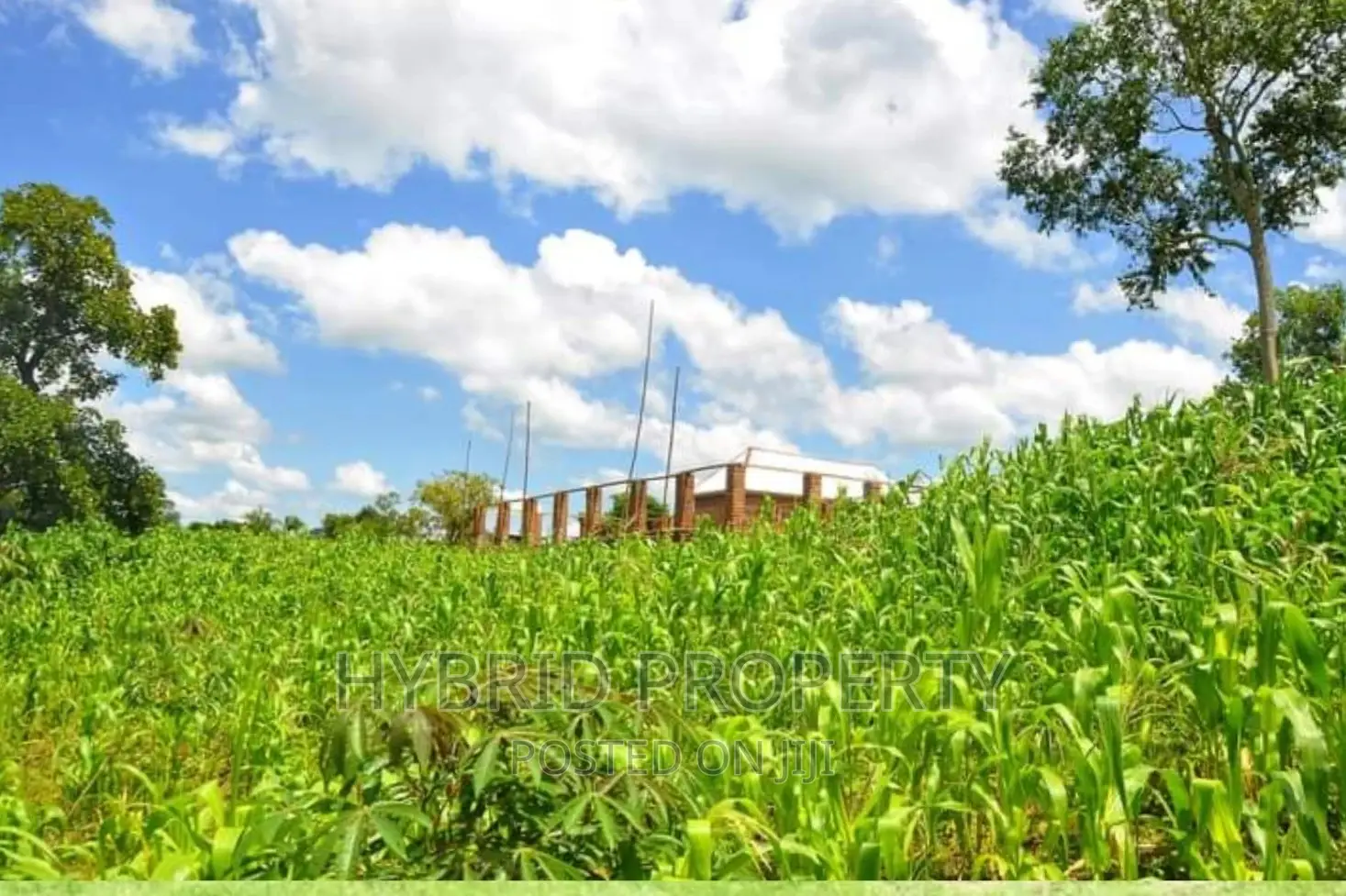 50acres of Farm Land for Sale at Bukomero Kateera~Hoima Road