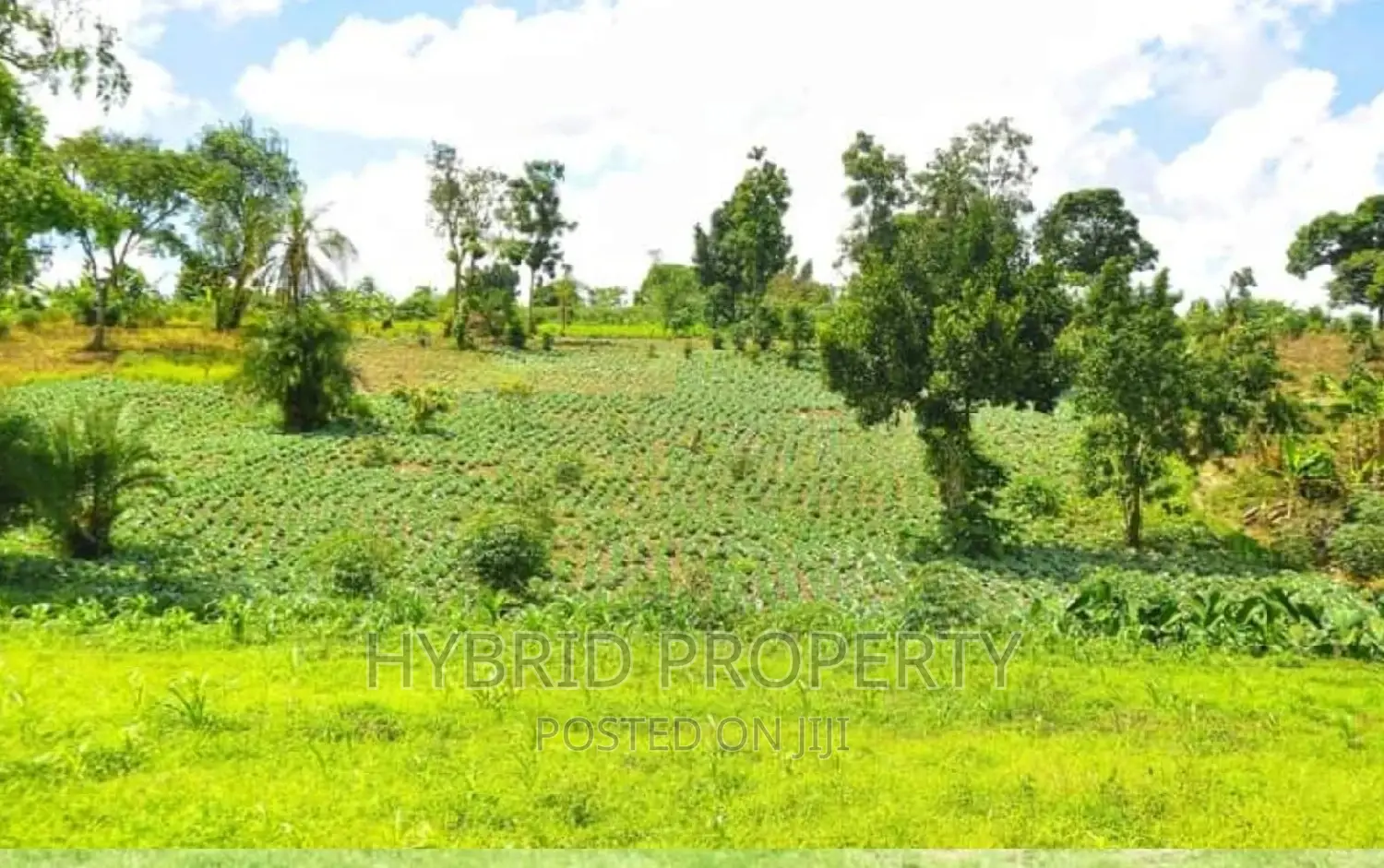50acres of Farm Land for Sale at Bukomero Kateera~Hoima Road