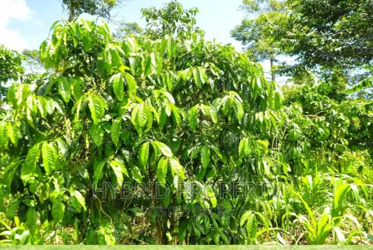 50acres of Farm Land for Sale at Bukomero Kateera~Hoima Road
