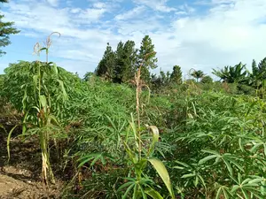 Plots in Gayaza for Sale